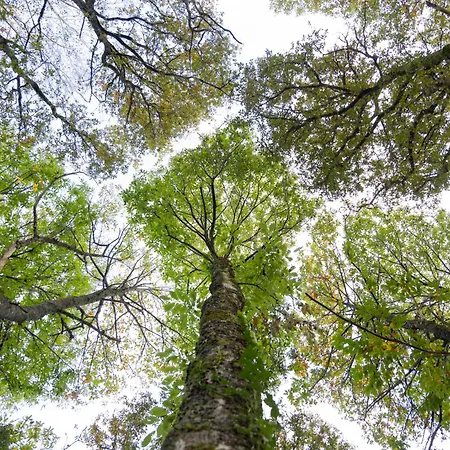 Ecocamp San Román By Suitesnature *